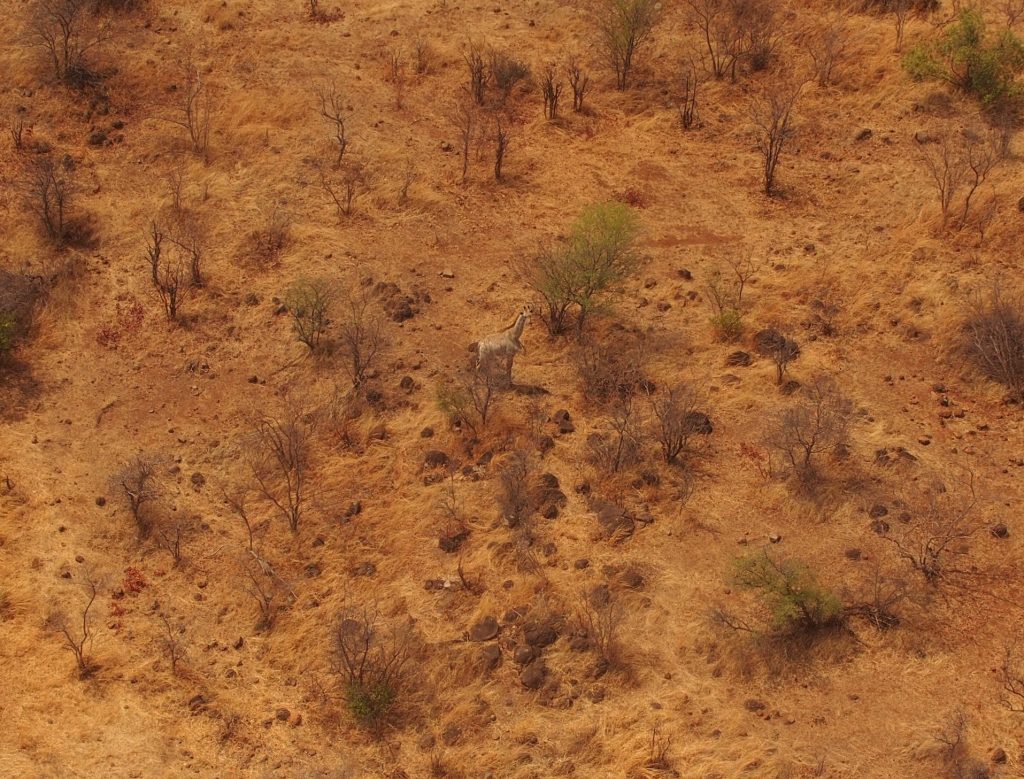 Giraffe aus der Luft